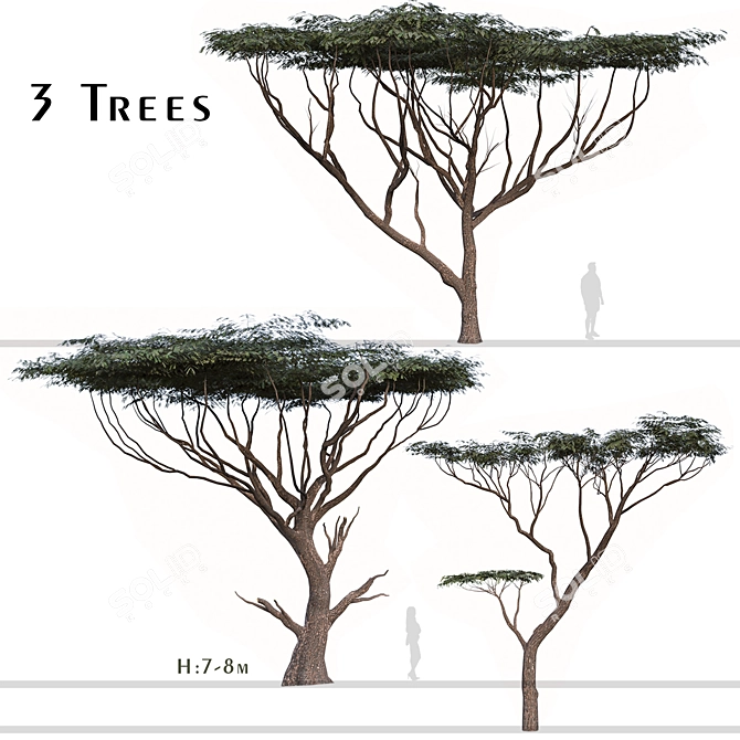 Savanna Acacia Tree Set (2 Trees) 3D model image 1