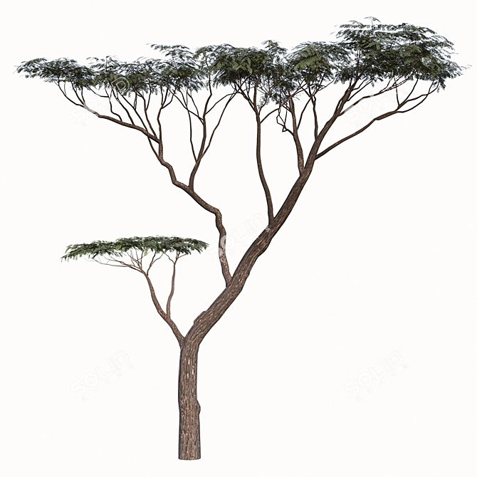 Savanna Acacia Tree Set (2 Trees) 3D model image 3