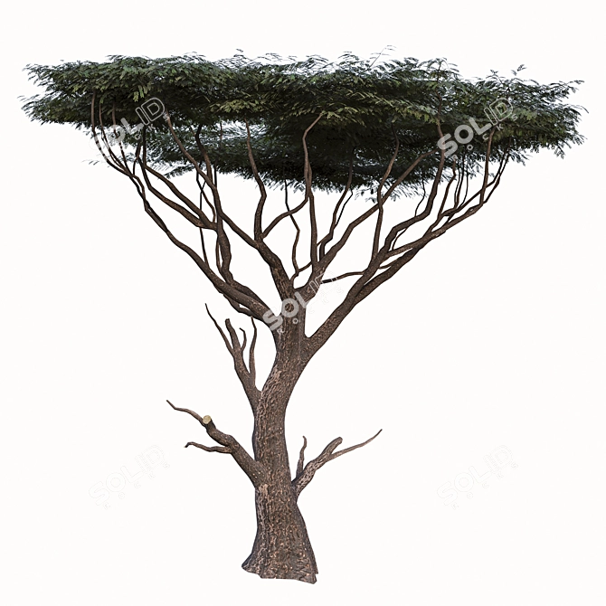 Savanna Acacia Tree Set (2 Trees) 3D model image 4