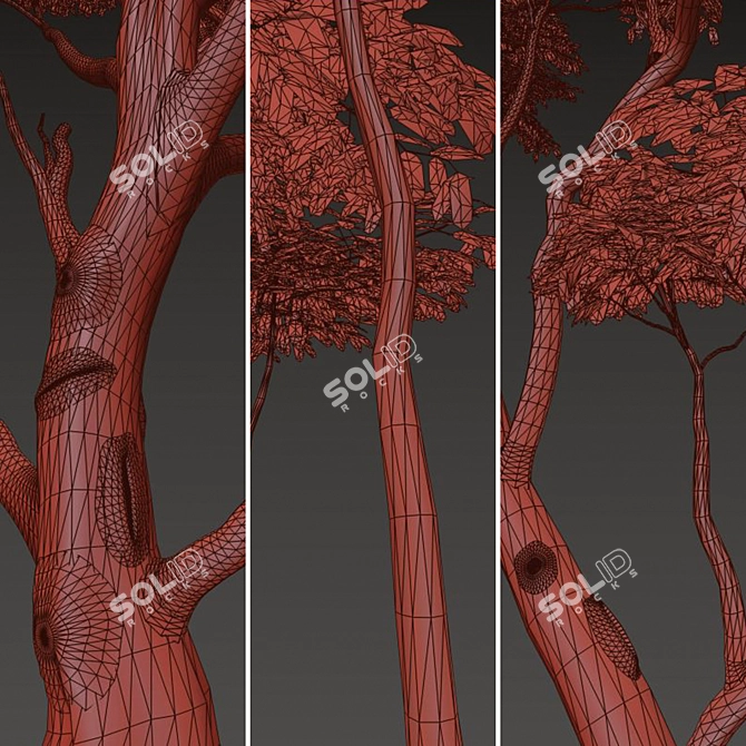 Savanna Acacia Tree Set (2 Trees) 3D model image 5