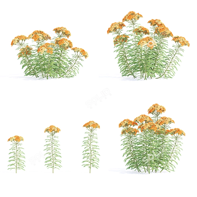 Yarrow Flowers | Achillea millefolium Set 3D model image 2