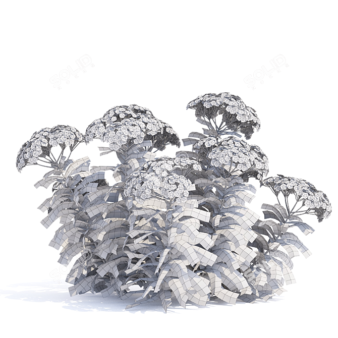 Yarrow Flowers | Achillea millefolium Set 3D model image 3