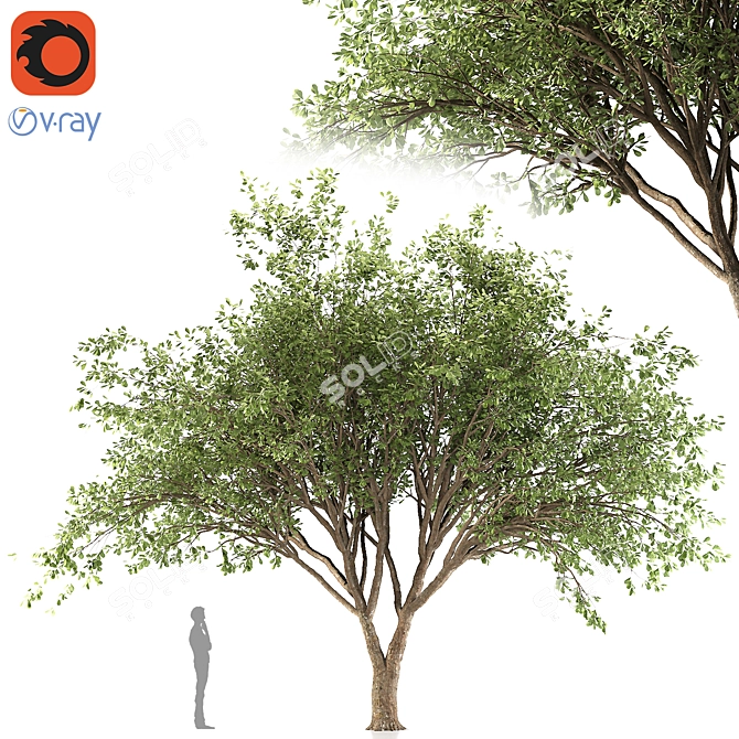 Fragrant Chinese Stewartia Tree 3D model image 1