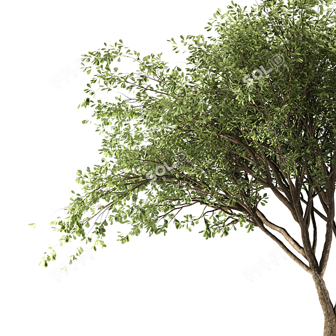 Fragrant Chinese Stewartia Tree 3D model image 2