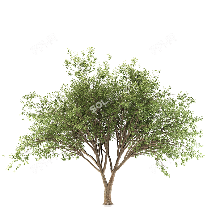 Fragrant Chinese Stewartia Tree 3D model image 3