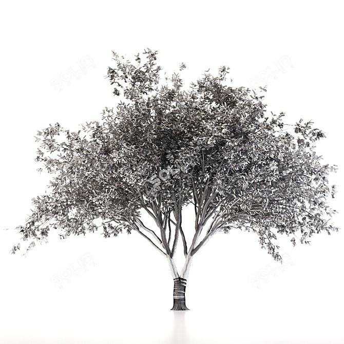 Fragrant Chinese Stewartia Tree 3D model image 4