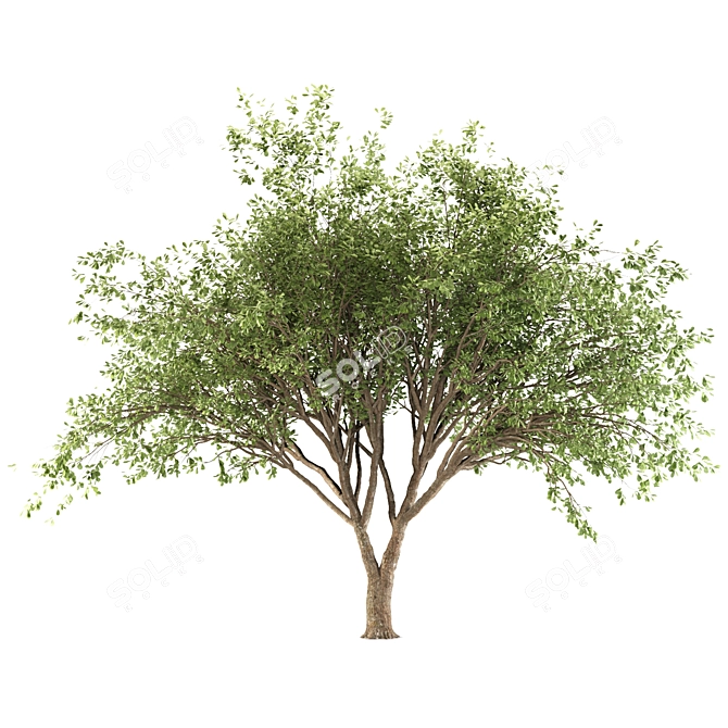 Fragrant Chinese Stewartia Tree 3D model image 5