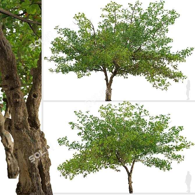 Indian Almond Trees Set (2 Trees) 3D model image 3