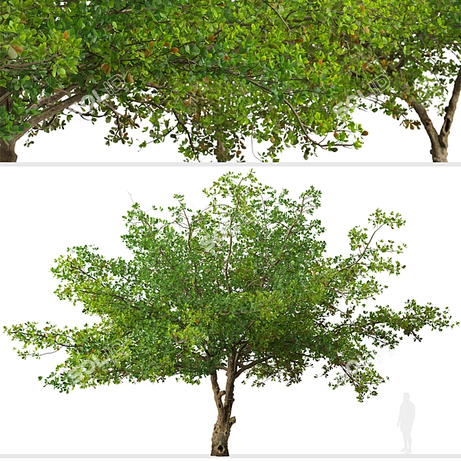 Indian Almond Trees Set (2 Trees) 3D model image 4