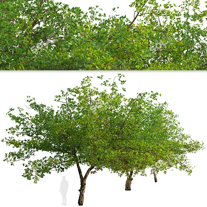 Indian Almond Trees Set (2 Trees) 3D model image 5