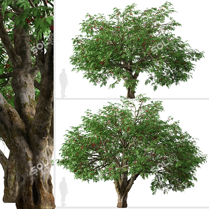 Dual Mountain Ash Trees: Natural Beauty for Your Landscape 3D model image 3