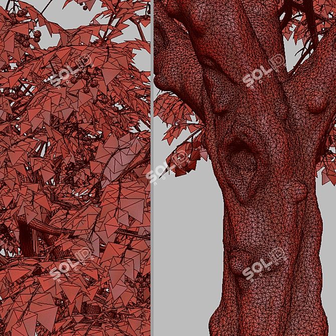 Dual Mountain Ash Trees: Natural Beauty for Your Landscape 3D model image 5