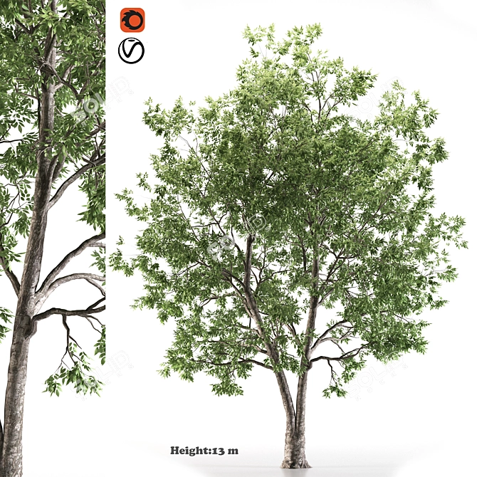 American Ash Tree: Polys - 733k 3D model image 1
