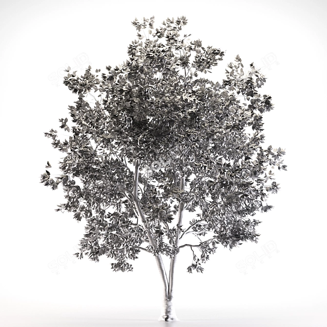 American Ash Tree: Polys - 733k 3D model image 3