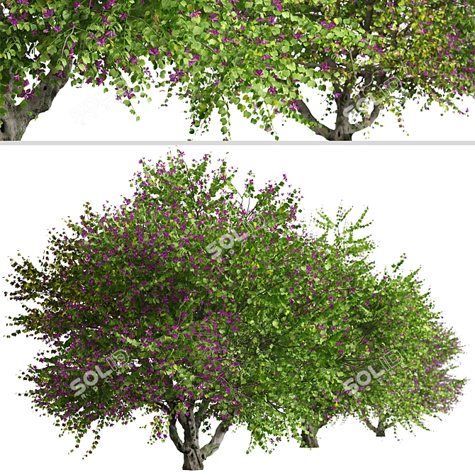 Exquisite Pair of Orchid Tree 3D model image 2