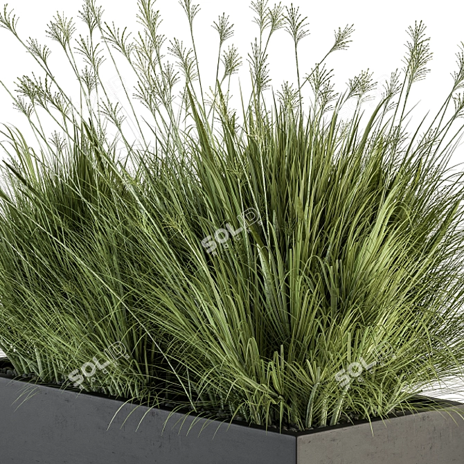 Indian Grass Plant Box Set 3D model image 3