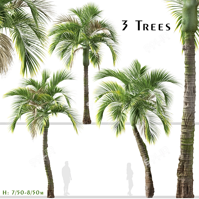 Exquisite Set of Umbrella Palm Trees 3D model image 1
