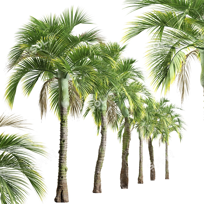 Exquisite Set of Umbrella Palm Trees 3D model image 2