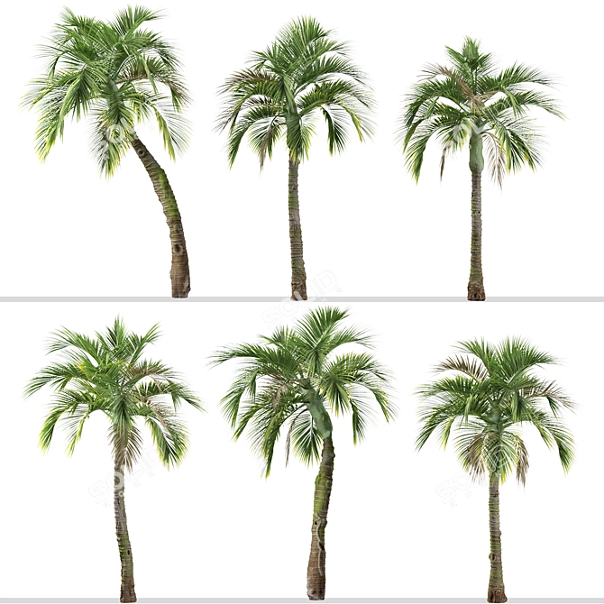 Exquisite Set of Umbrella Palm Trees 3D model image 4