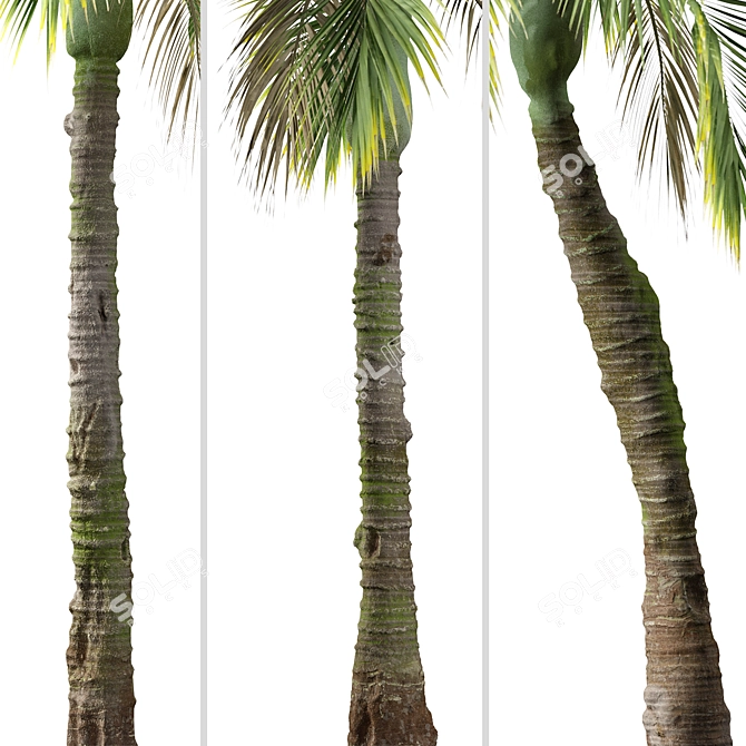 Exquisite Set of Umbrella Palm Trees 3D model image 5