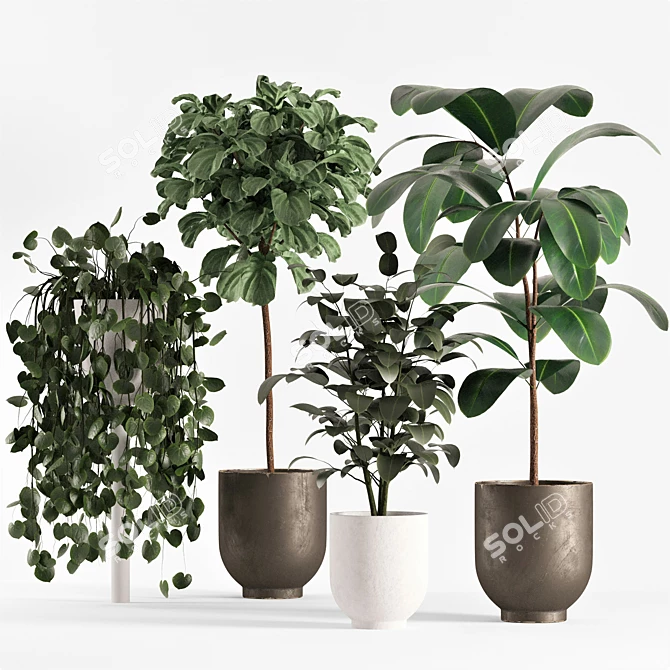 Lush Ficus Plant Collection 3D model image 1