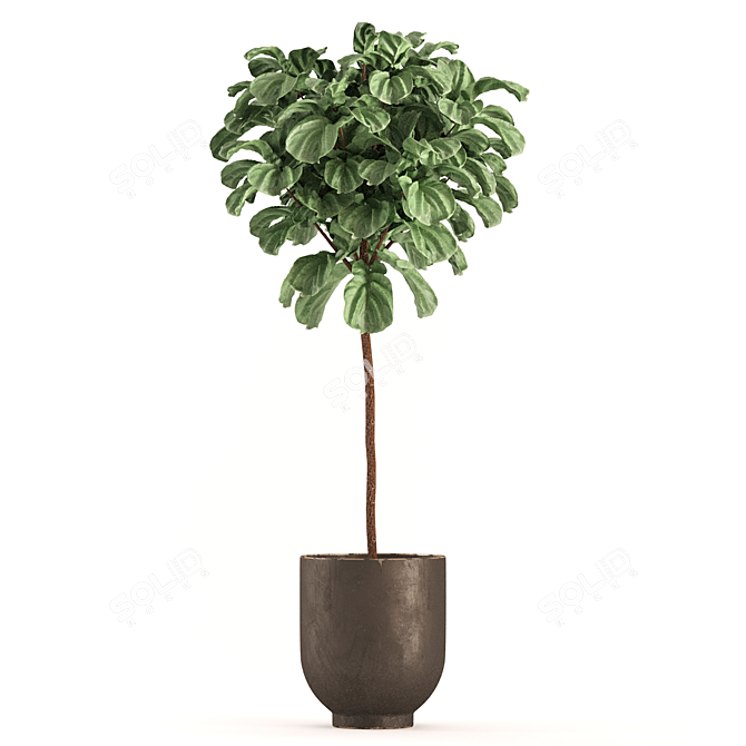 Lush Ficus Plant Collection 3D model image 2