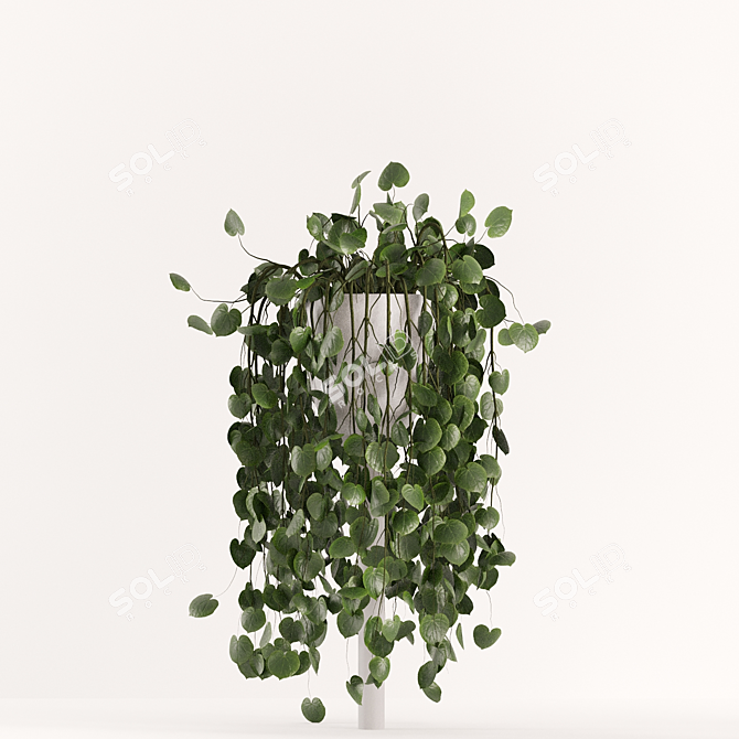 Lush Ficus Plant Collection 3D model image 3