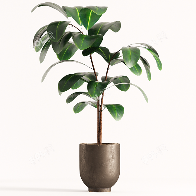 Lush Ficus Plant Collection 3D model image 5