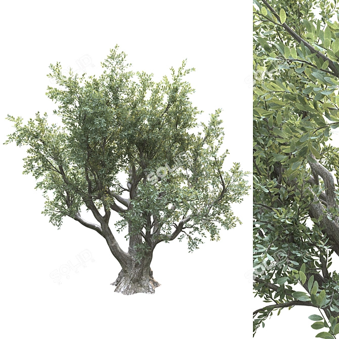 Lush Olive Landscape Tree 3D model image 1