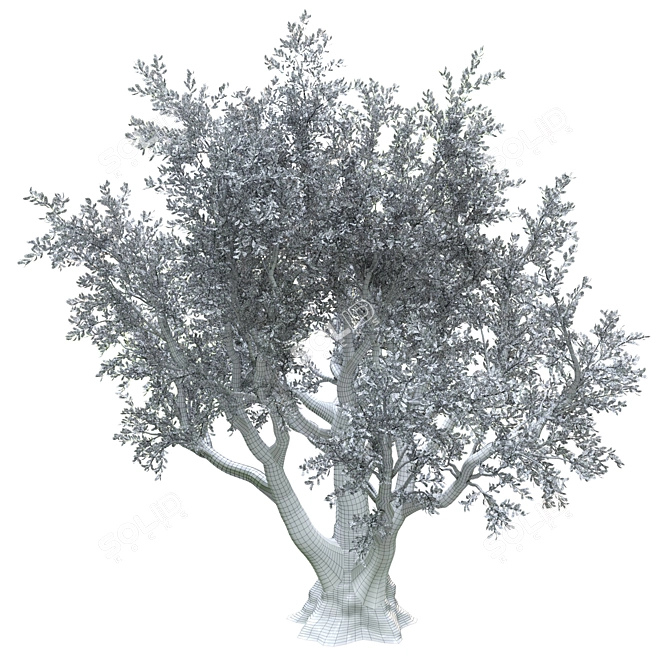 Lush Olive Landscape Tree 3D model image 4