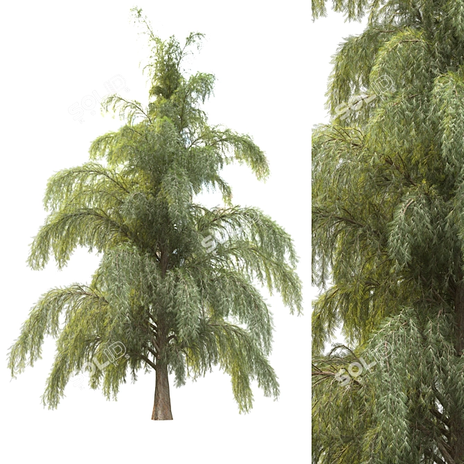 Russian Pine Tree for Gorgeous Landscape 3D model image 1