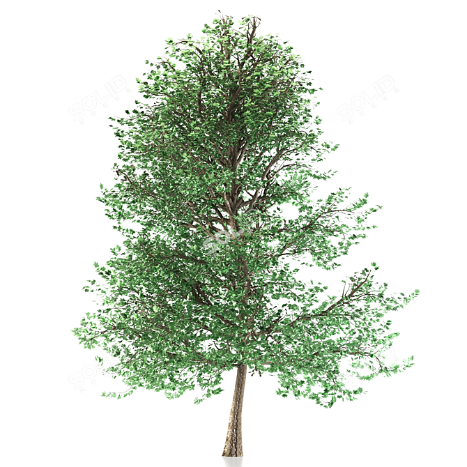 Asian Maple Tree: Gorgeous and Majestic 3D model image 2