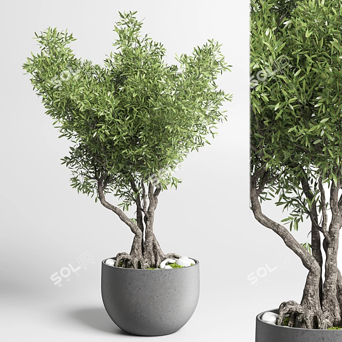 Indoor Bonsai Tree - Elegant Home Decor 3D model image 1