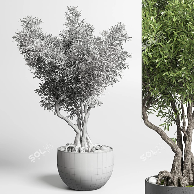 Indoor Bonsai Tree - Elegant Home Decor 3D model image 2
