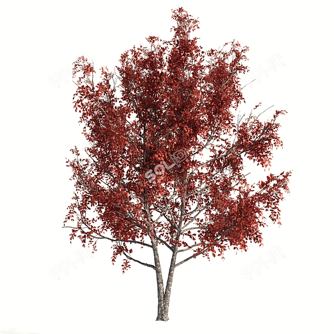 Title: Red Oak Tree - Natural Beauty 3D model image 2