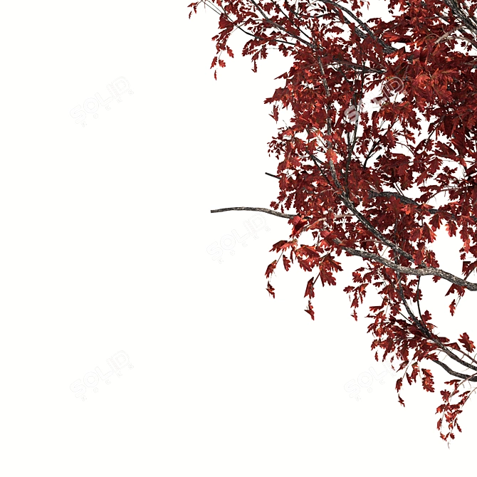 Title: Red Oak Tree - Natural Beauty 3D model image 3