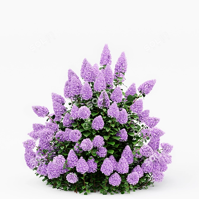Phantom Hydrangea: Exquisite Blooms for Your Garden 3D model image 4