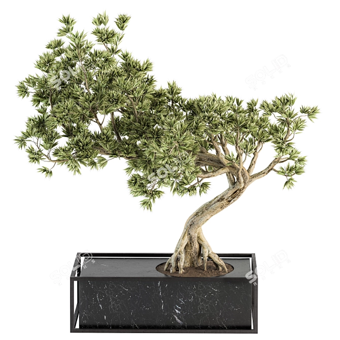 Zen Oasis Bonsai Set 3D model image 1