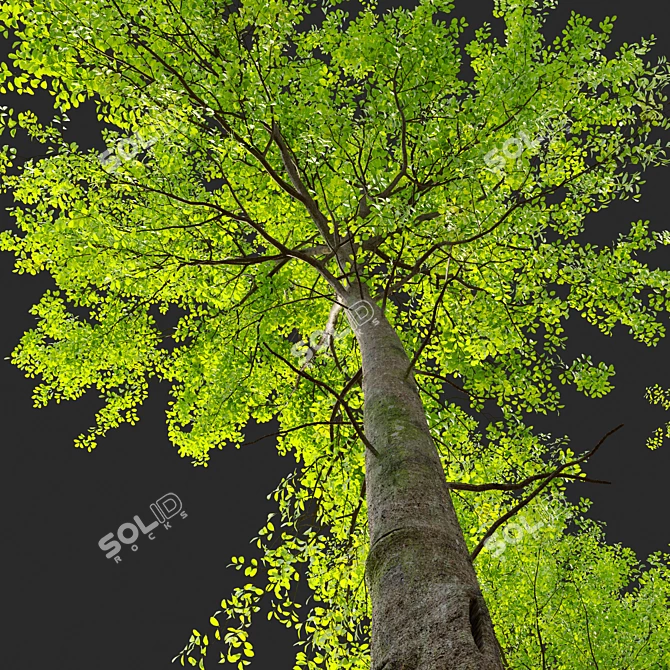 European Beech Tree - Vray and Corona Materials 3D model image 2