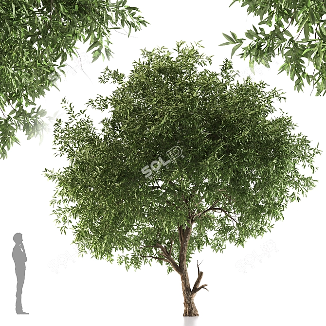 Silver Tears Pear Tree 3D model image 1