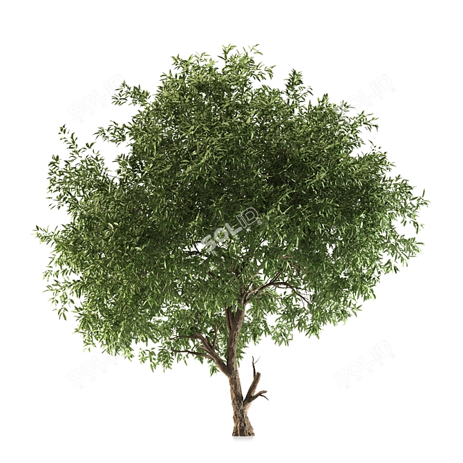 Silver Tears Pear Tree 3D model image 2