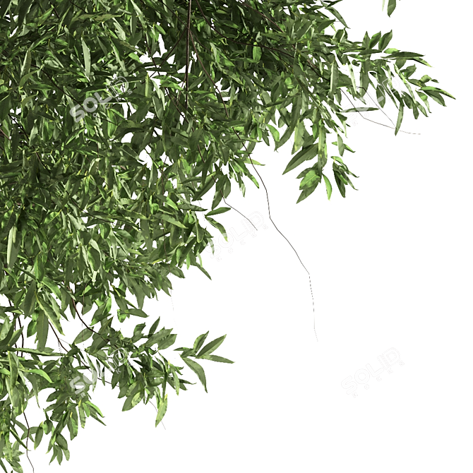 Silver Tears Pear Tree 3D model image 3