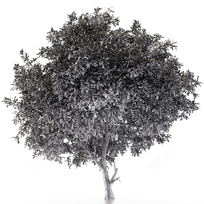 Silver Tears Pear Tree 3D model image 4