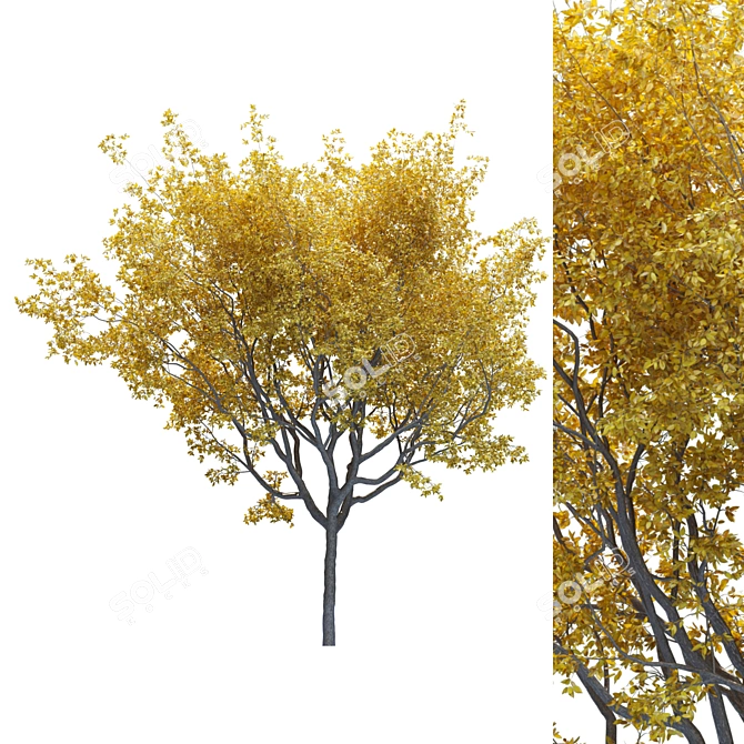 Premium Landscape Tree: 1.1M Poly, 1.7M Verts, Corona Render 3D model image 1