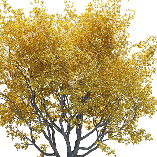 Premium Landscape Tree: 1.1M Poly, 1.7M Verts, Corona Render 3D model image 3