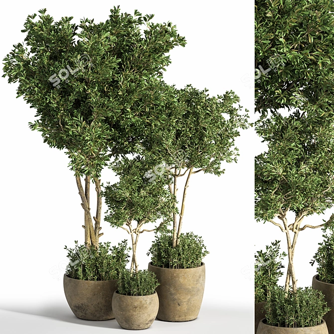 Evergreen Indoor Plant Set 25 3D model image 1