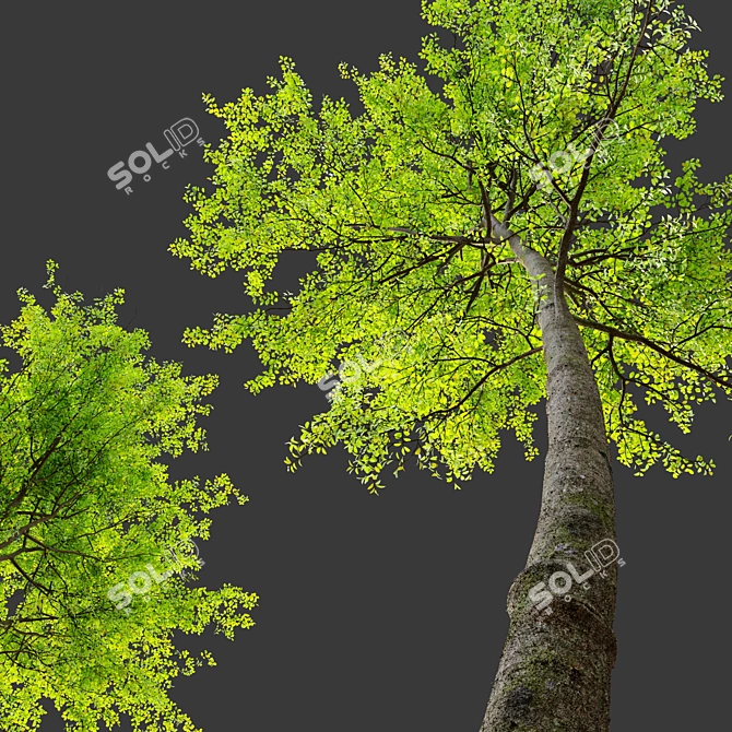 European Beech Tree Bundle: Vray & Corona Material Libraries Included 3D model image 2