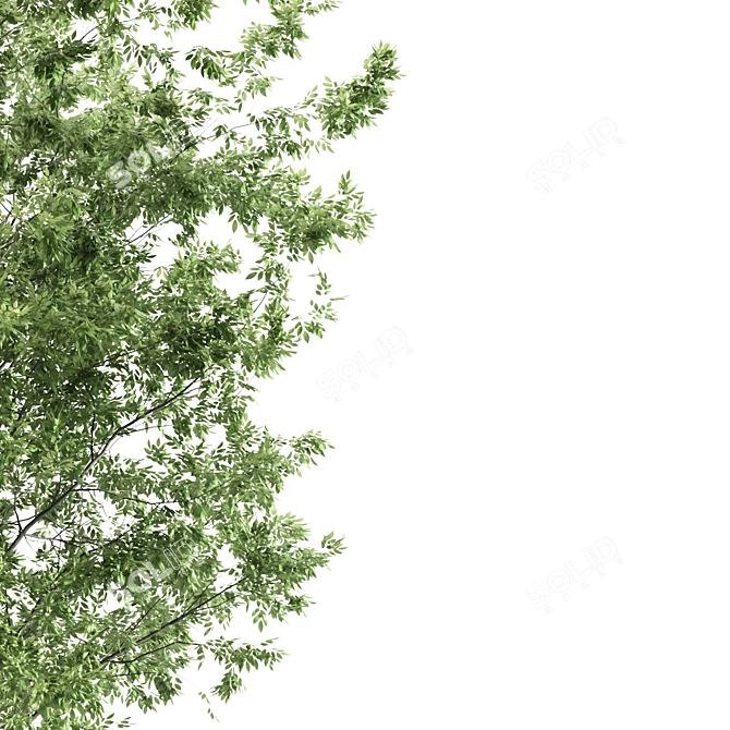 6m Ash Tree - Elegant and Tall Polys: 281,226 3D model image 2