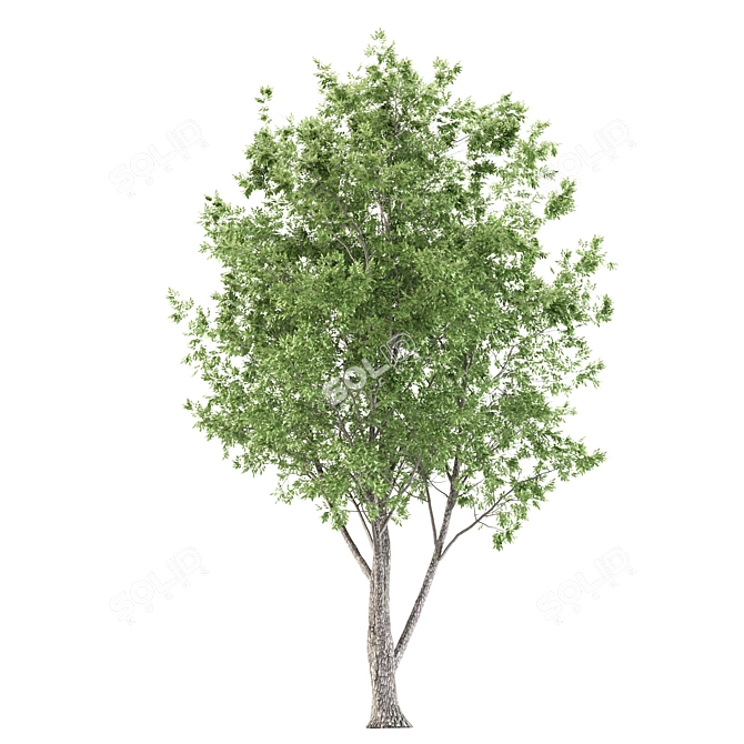 6m Ash Tree - Elegant and Tall Polys: 281,226 3D model image 4