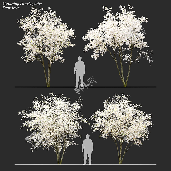 Shadbush Serviceberry Trees - Blooming Delight 3D model image 1